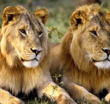 6 Days Guaranteed Africa Big 5 Experience Safari