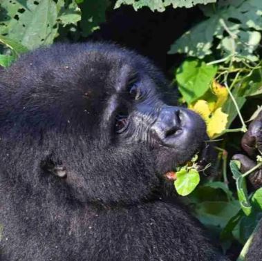 10 Day Uganda Primates  & Wildlife Safari