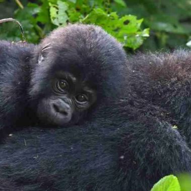 3 Days Safari to Bwindi Impenetrable National Park