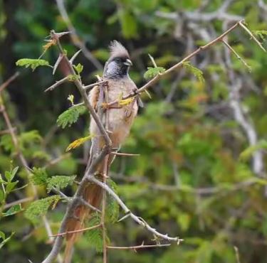 2 Days Safari to Queen Elizabeth National Park