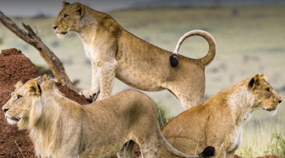 3 Days Masai Mara Adventure Safari