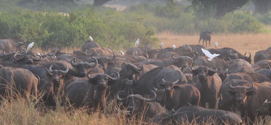 16 Days Best Of Uganda