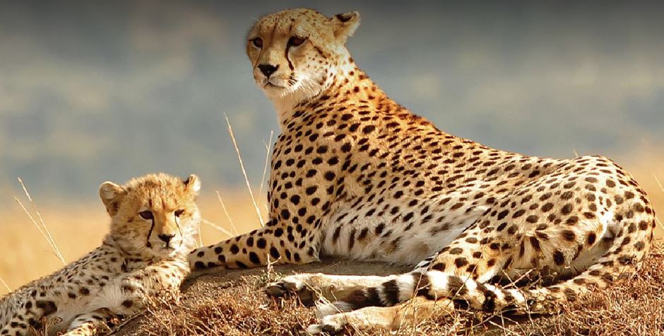 4 Days Kidepo Valley National Park