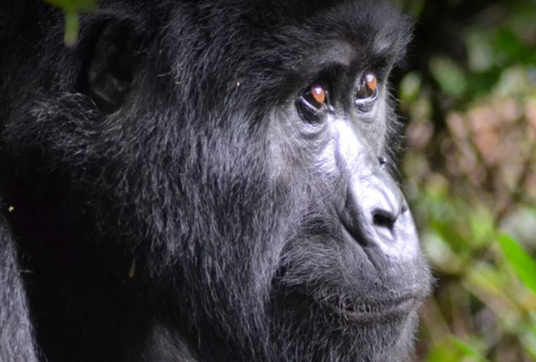 5 Days Pearl of Africa Chimps & Gorilla Trekking Safari