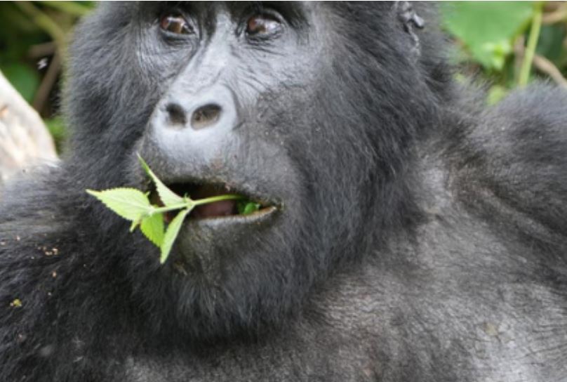 4 Days Gorilla Trekking Uganda