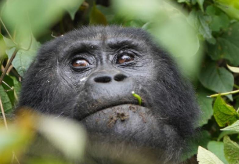 12 Day Spectacular Uganda Primates & Wildlife Safari