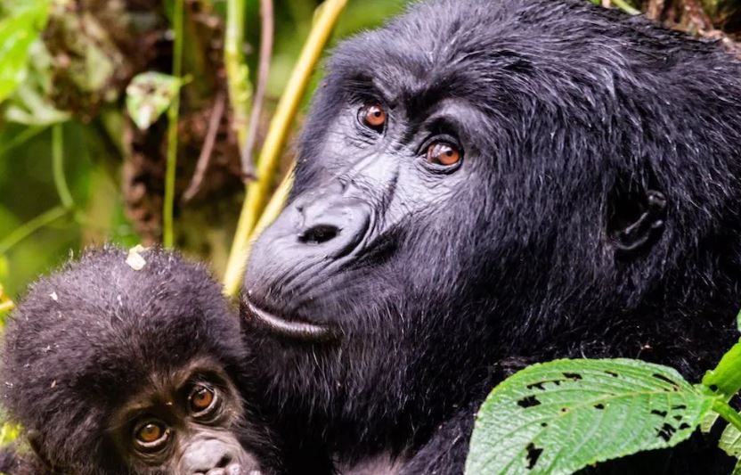 11 Days Uganda Primates