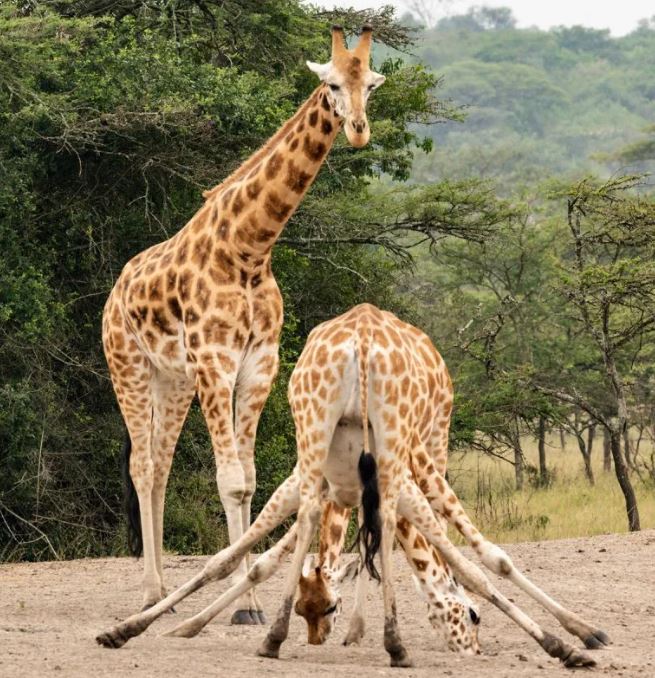 8 Days Uganda Primates with Chimpanzee Tracking