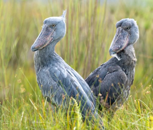 Luxurious Uganda with Gorillas & Chimpanzees