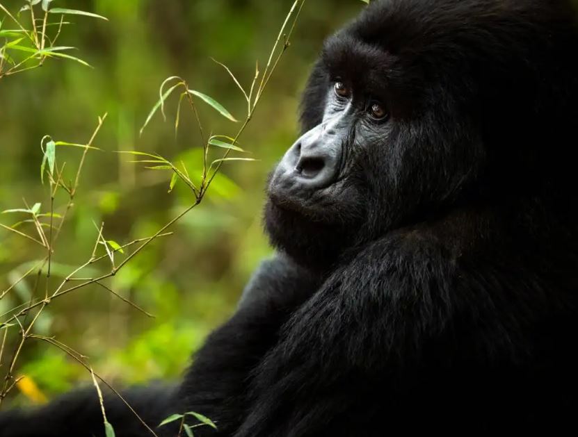 14 Days Rwanda Congo Uganda Safari