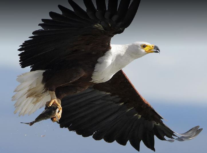 9 Days Birding in Uganda, The Home of Eves