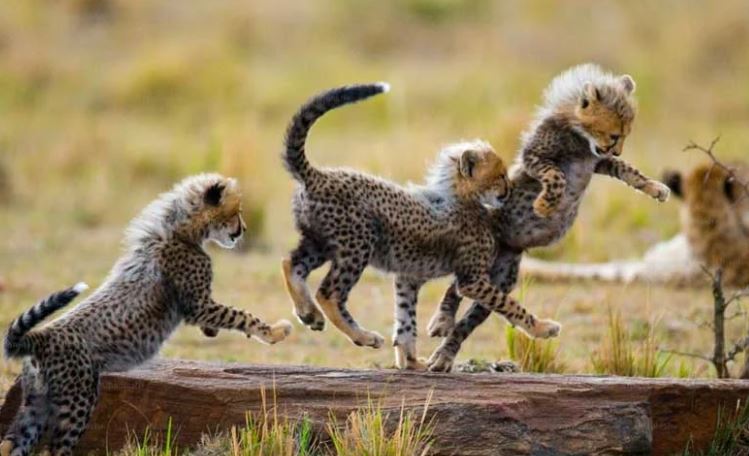 7 Days Amazing Kenya