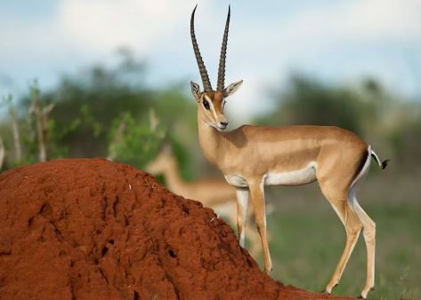 Best 3 Day Masai Mara Group Safari