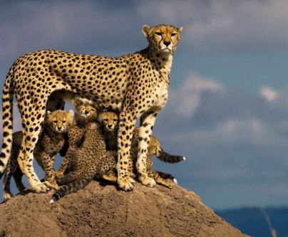 7 Day Serengeti Migration Safari