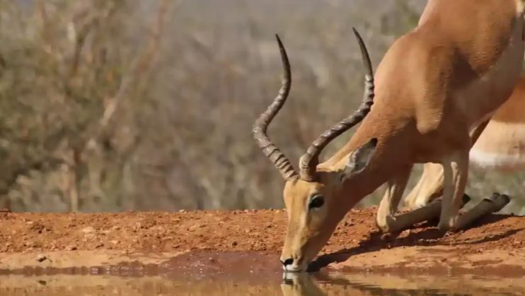 6 Day All Inclusive Luxury Safari