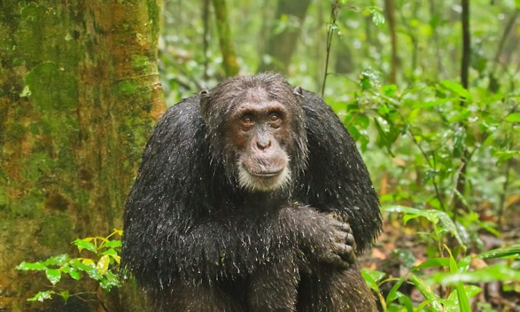 Uganda Primate Trekking & Game Safari