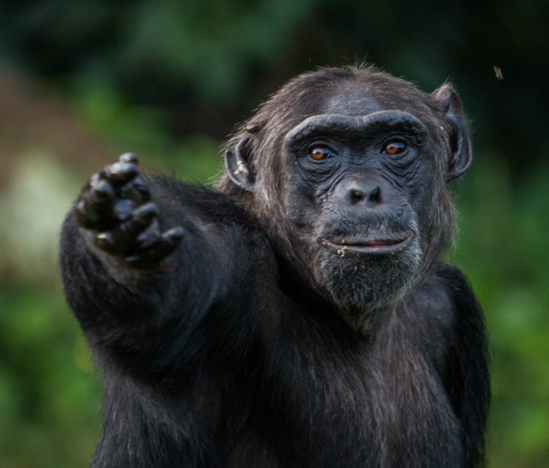 9 Days Best of Uganda Safari with Gorillas