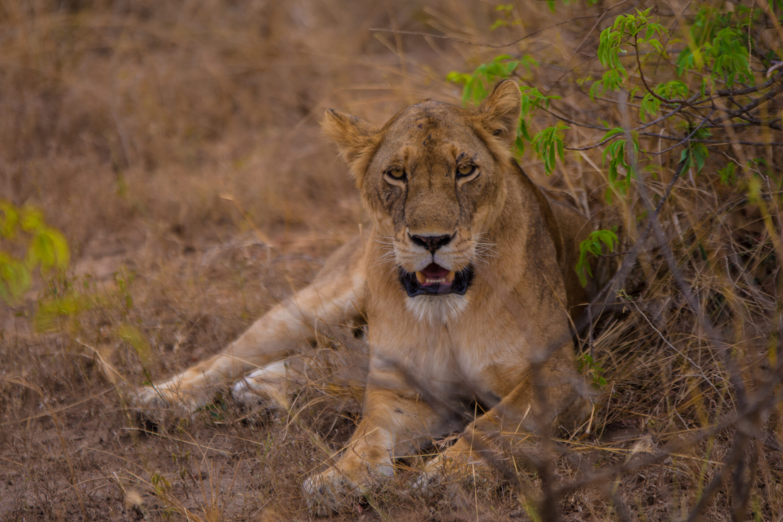 15 Day Uganda Safari Tour