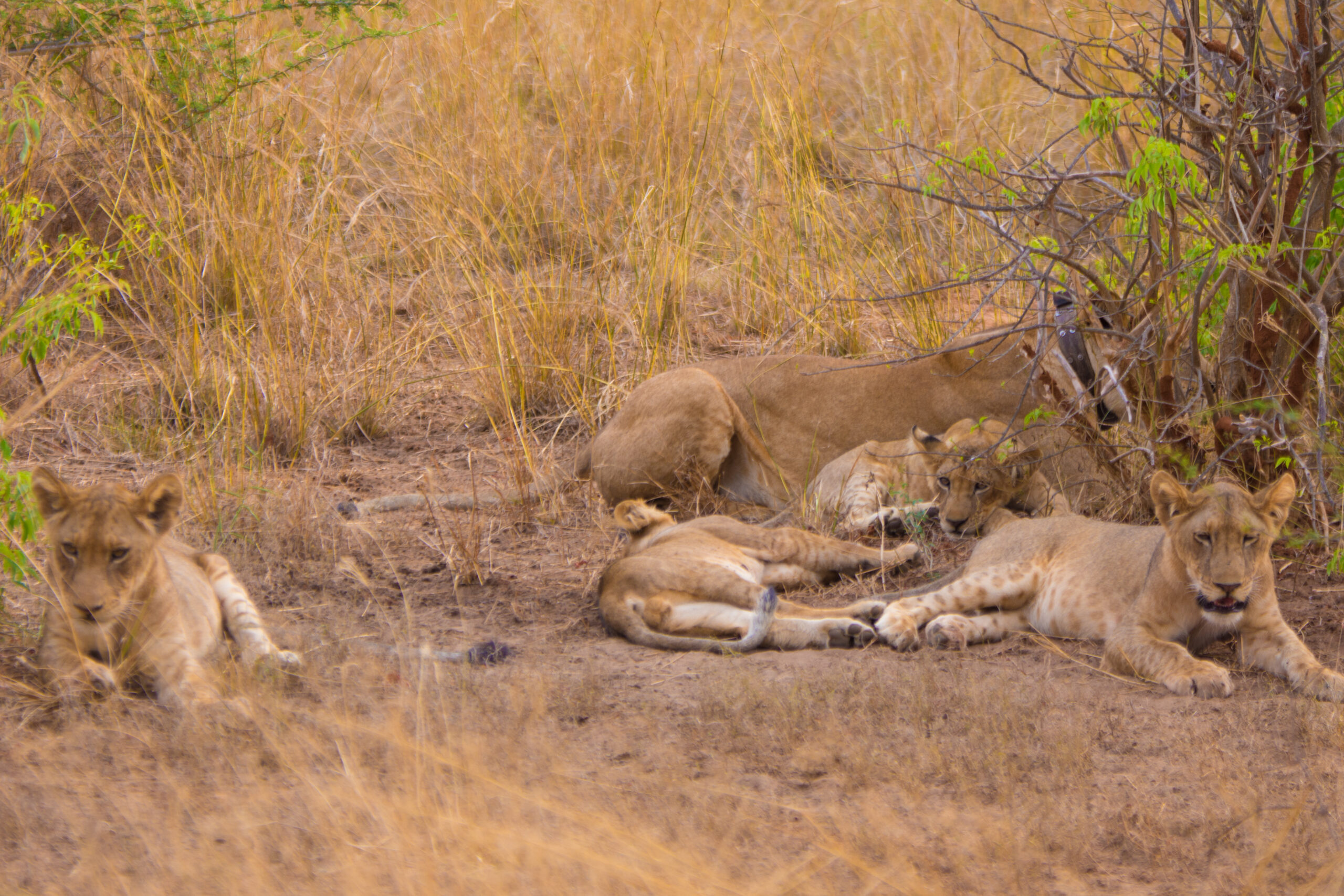 6 Days Gorillas Wildlife & Chimpanzee Safari