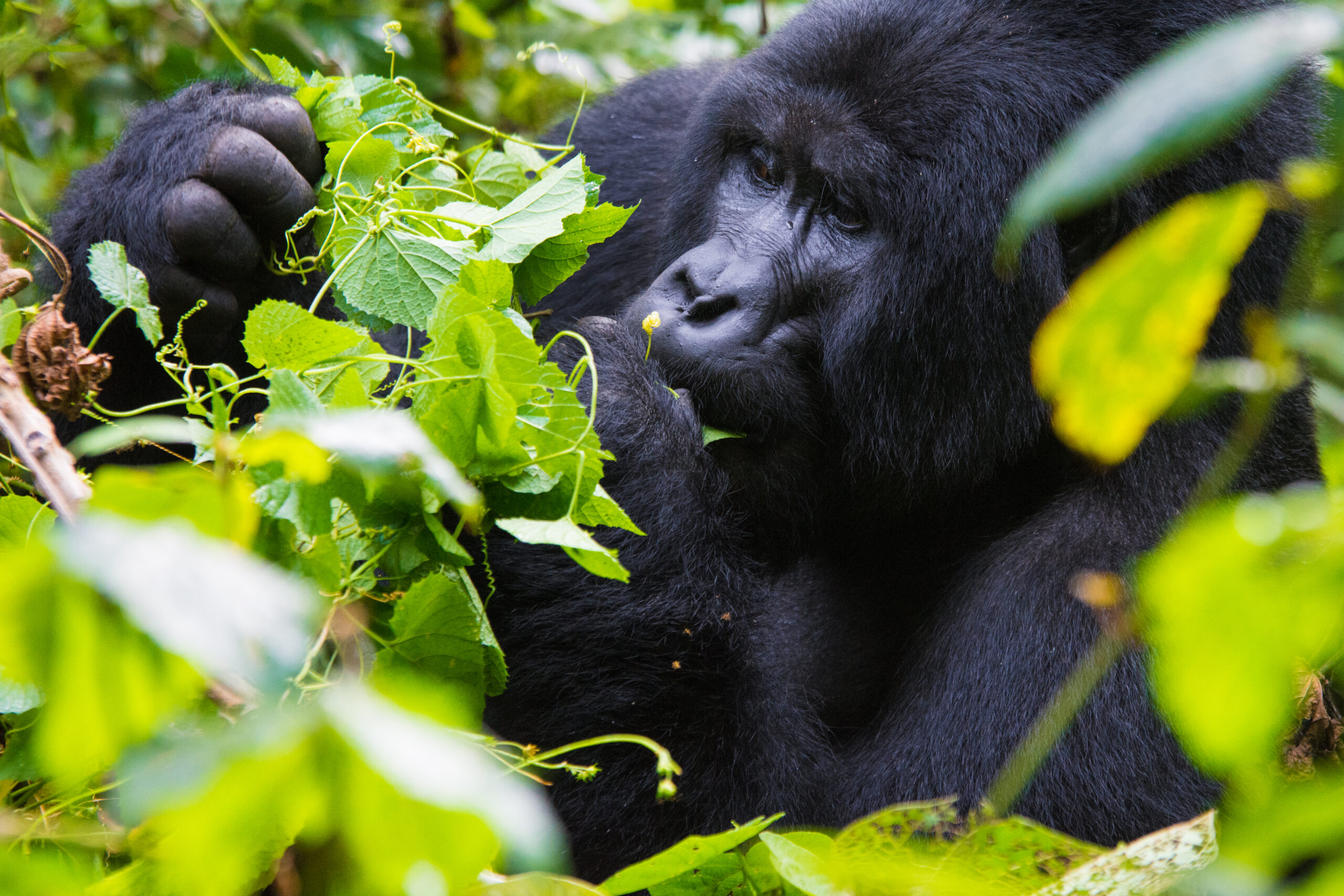 4 Days Luxury Gorilla Double Trek