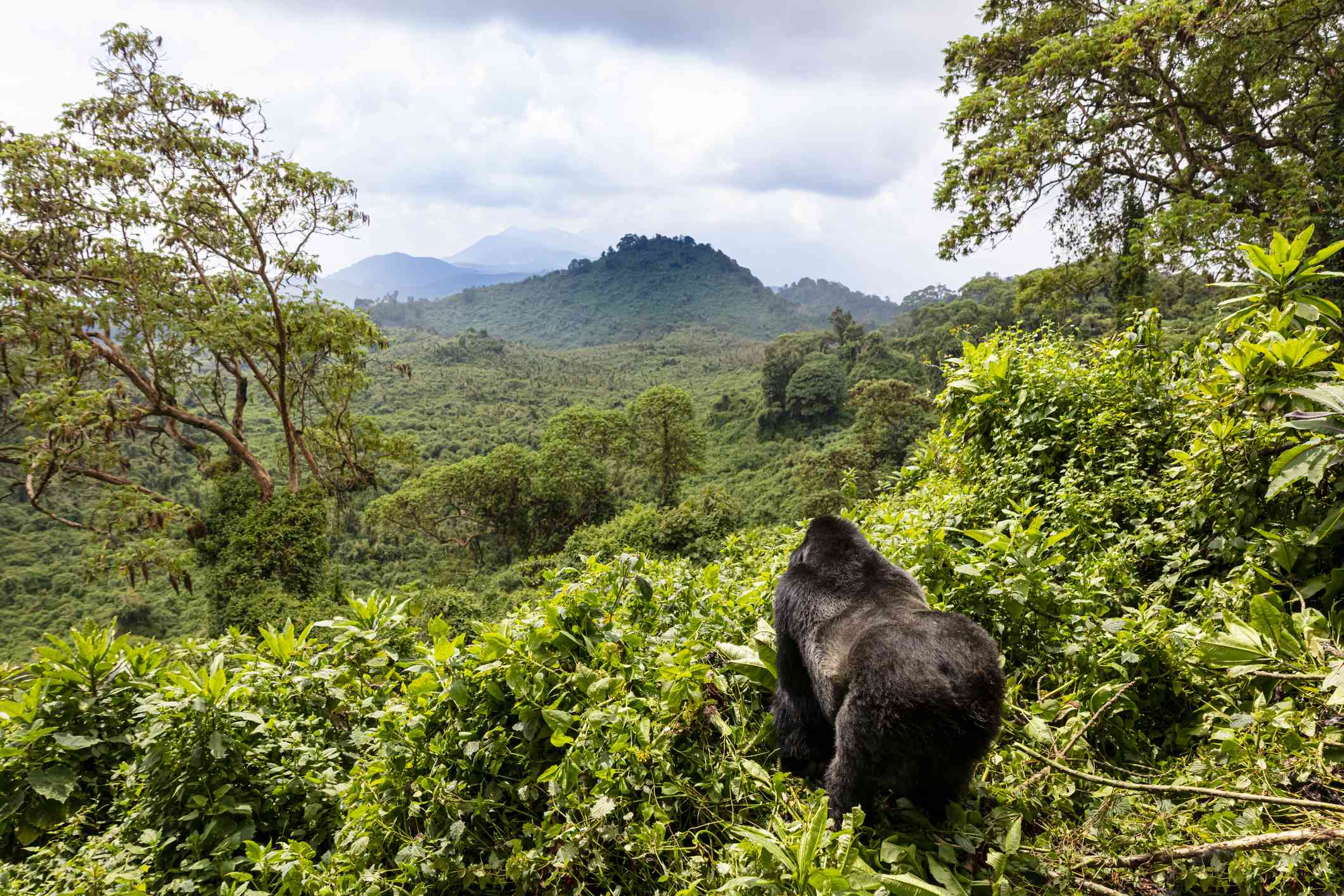 4 Days Rwanda Gorilla Expedition