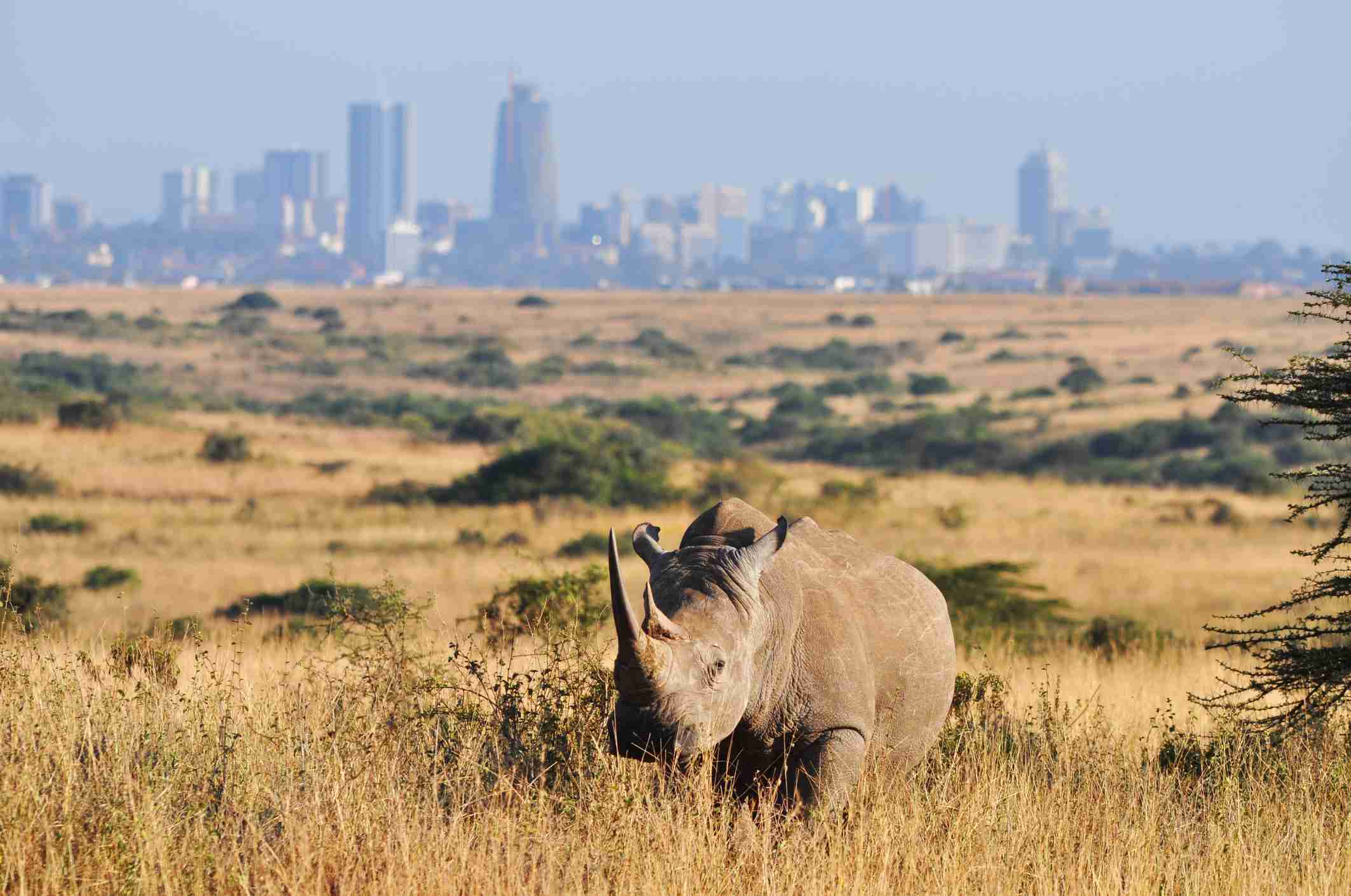 Day tour to Nairobi National Park & Giraffe center