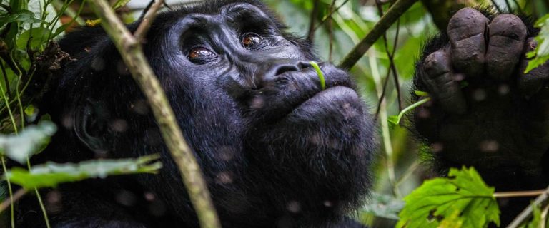 3 Day Gorilla Trekking in Bwindi