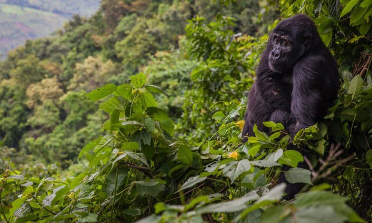 2 Days Bwindi Gorilla's via Kigali
