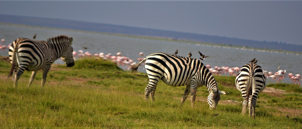 Great Kenya Budget Safari