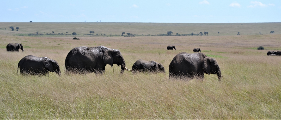 3 Days Kenya safari from Nairobi to Amboseli National Park