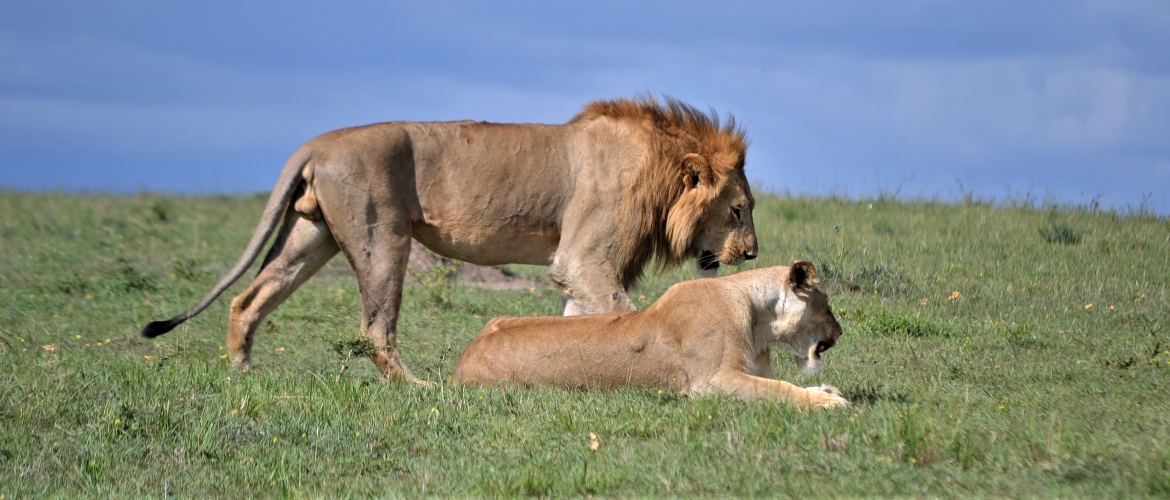 3 Days Great Masai Mara Kenya Wildlife Safari