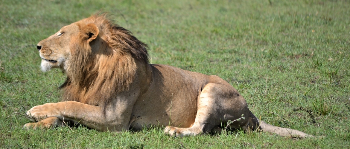 4 Days Kenya Wildlife Safaris Masai Mara & Lake Nakuru
