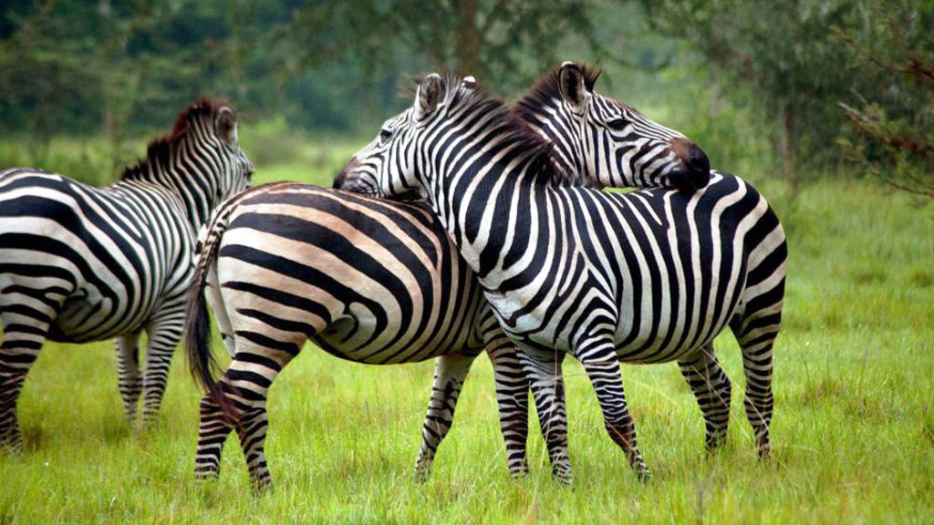 15 Day Uganda-Rwanda Safari