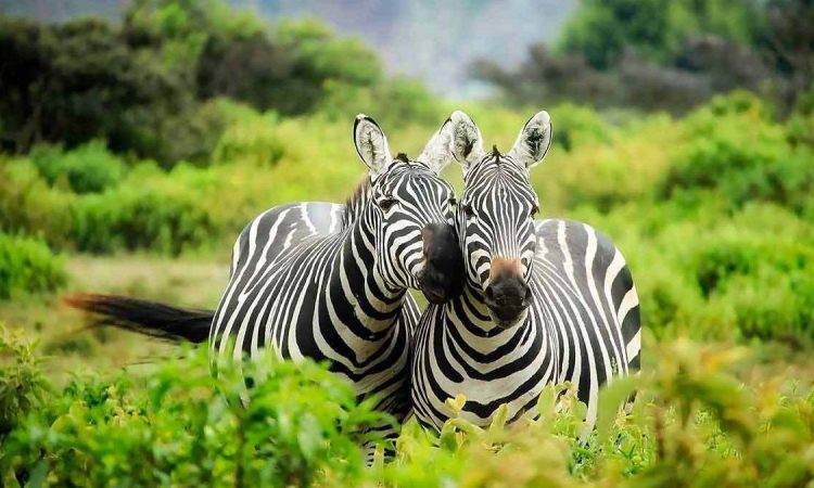8 Day Western Uganda Safari