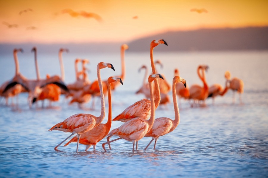 Aberdares, Samburu, Lake Nakuru & Masai Mara Lodge Safari