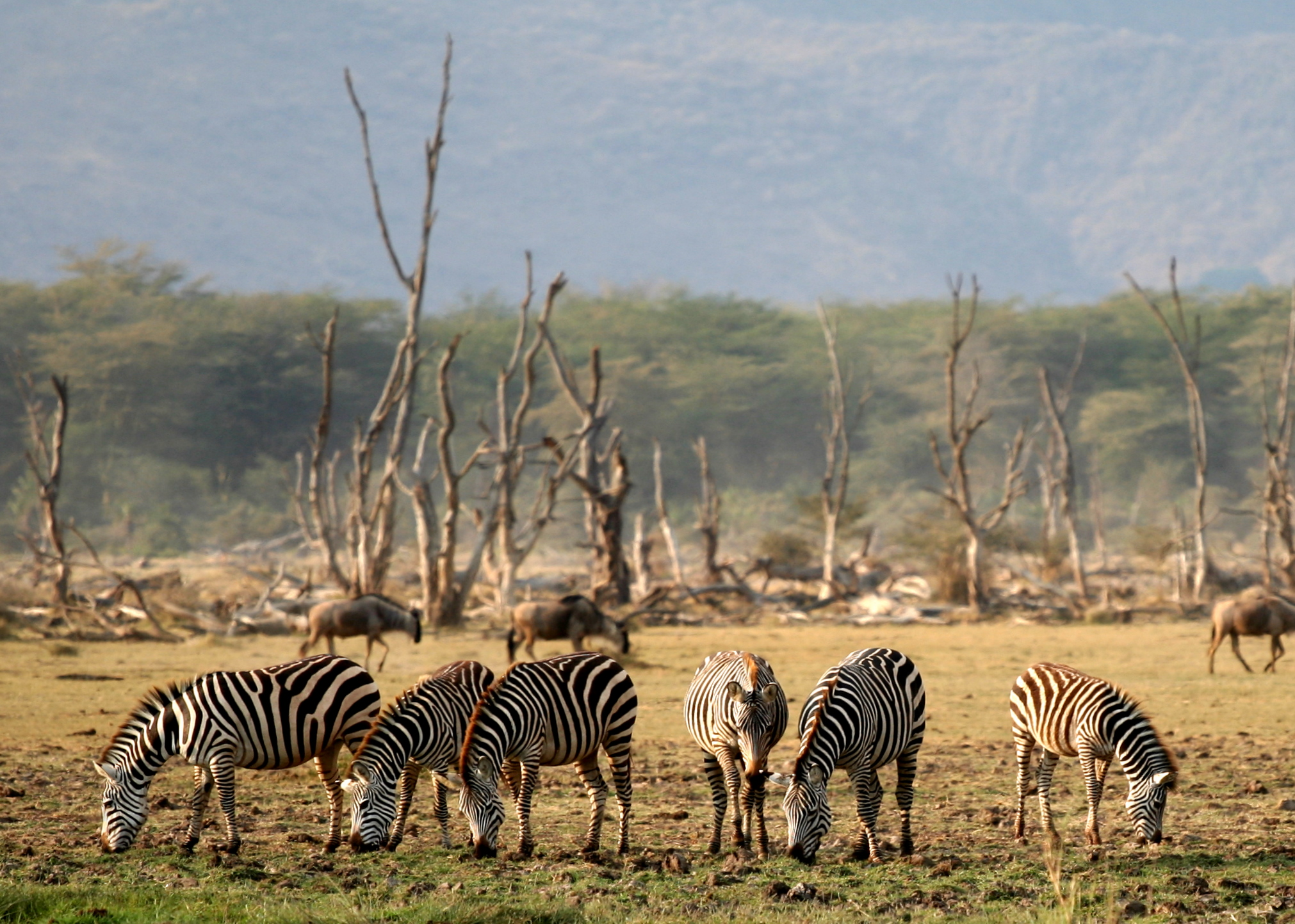 5 Day Best Of Tanzania Safari Northern Circuit