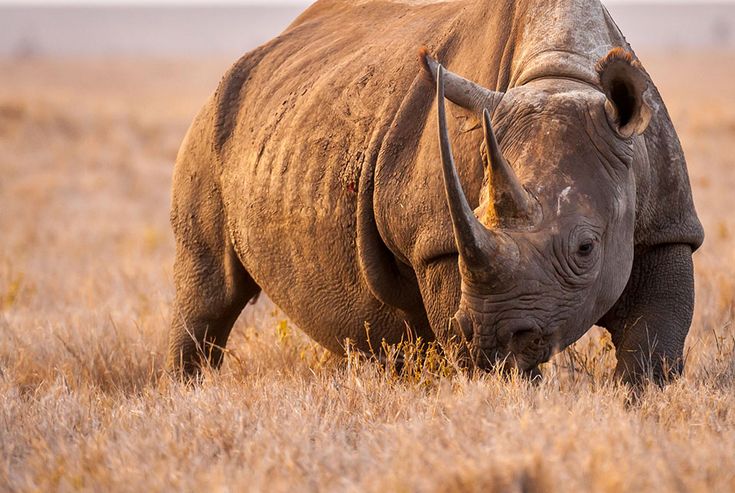 3 Days Lewa Wildlife Conservancy Flight Safari