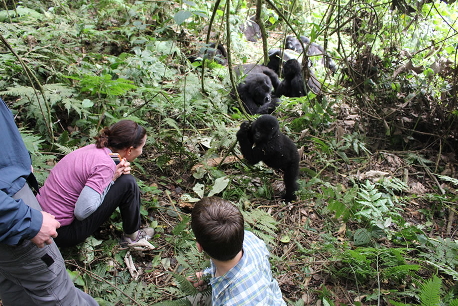 2 Days Bwindi Gorilla Trek Via Rwanda
