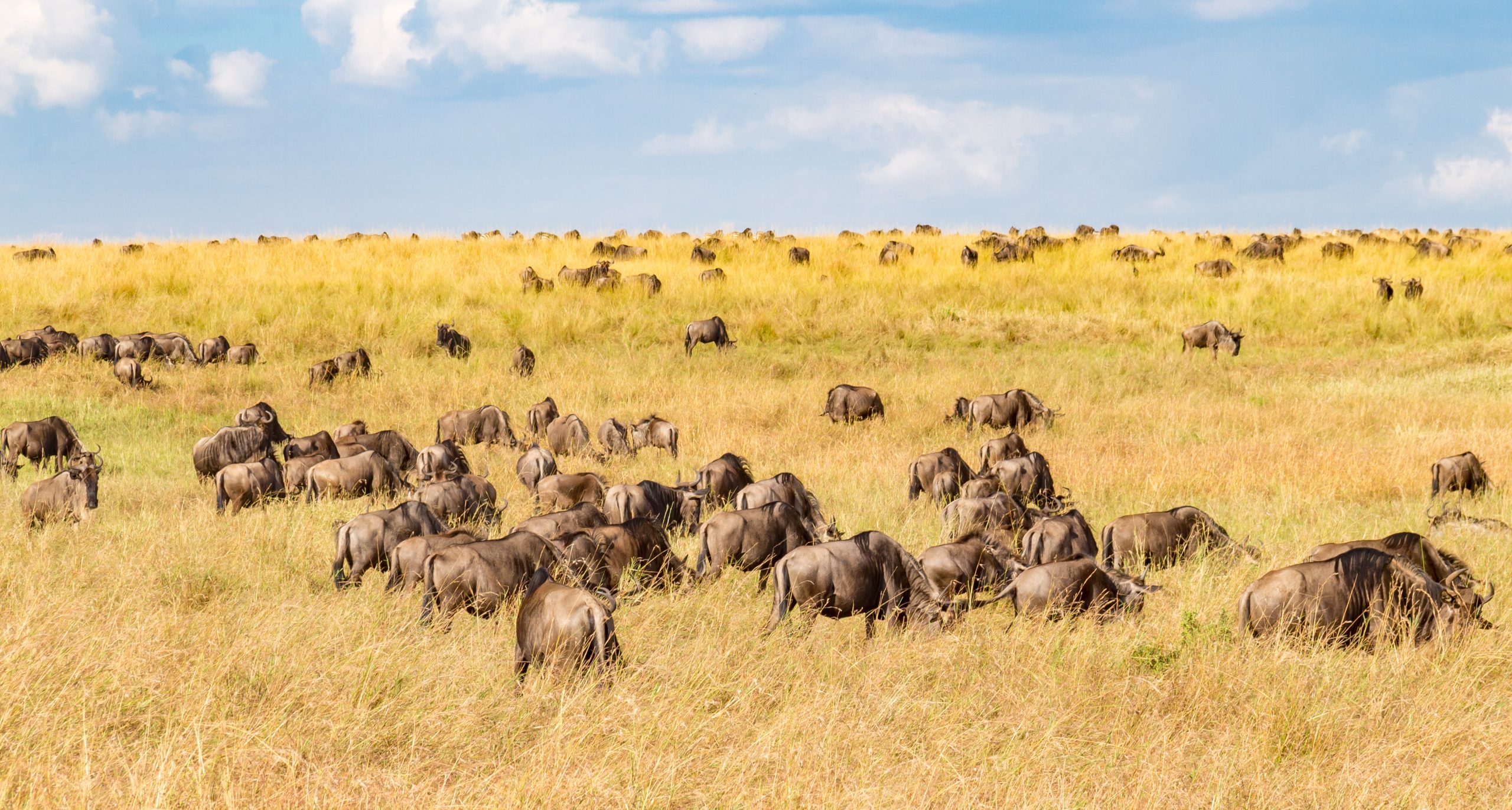 3 Day Masai Mara Group Joining by Landcruiser & Masai Village