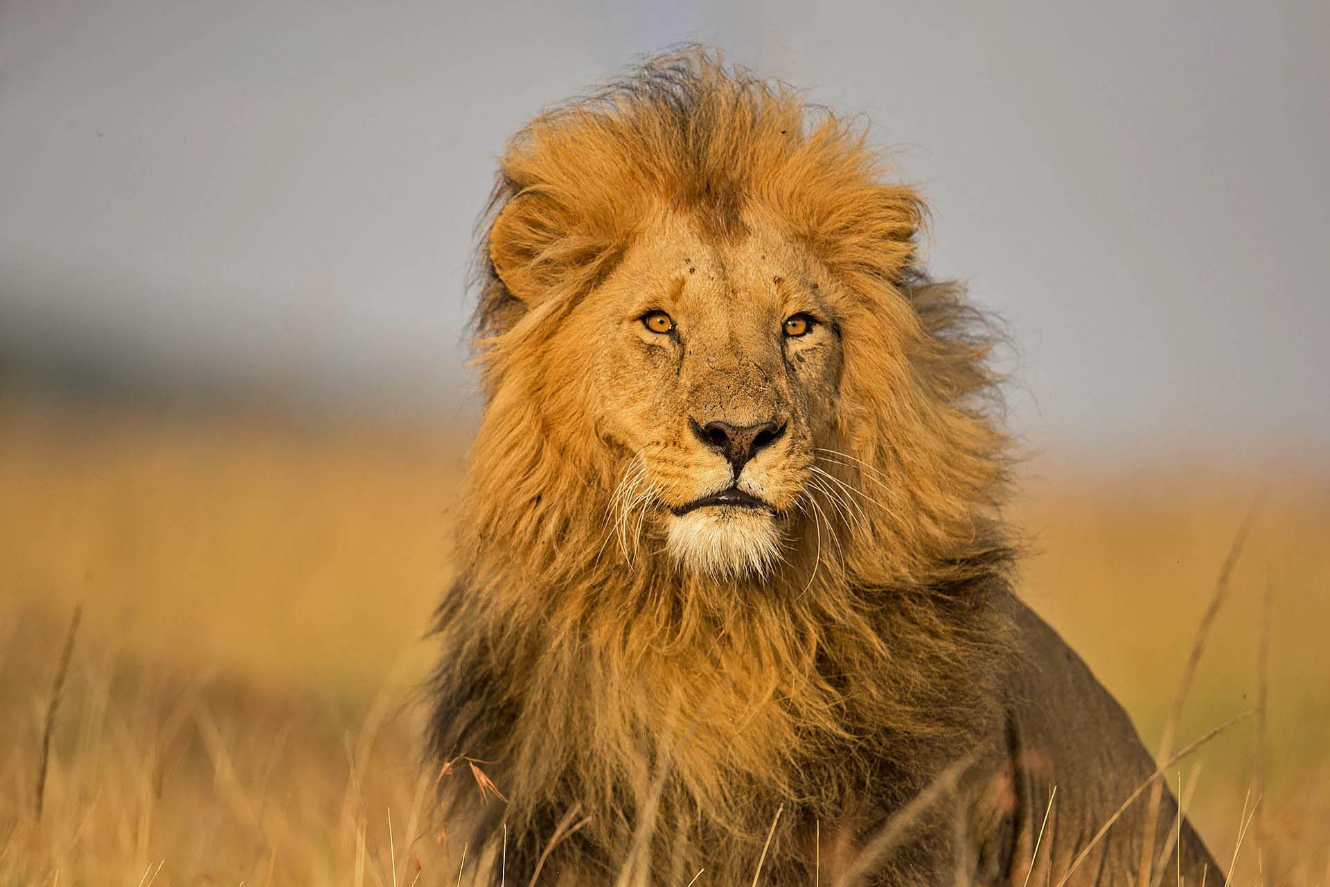 Elewana Elite Expedition