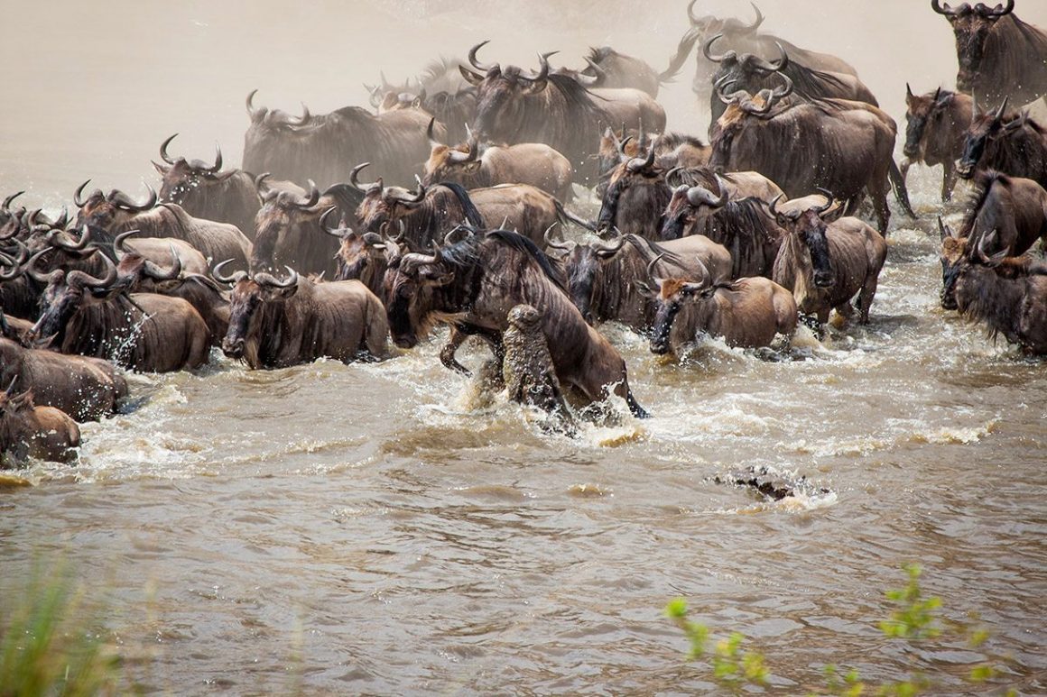 4 Days Lake Nakuru & Masai Mara Wildebeest Migration Safari