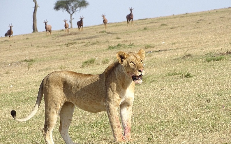 4 Days Lake Nakuru & Masai Mara Private Safari