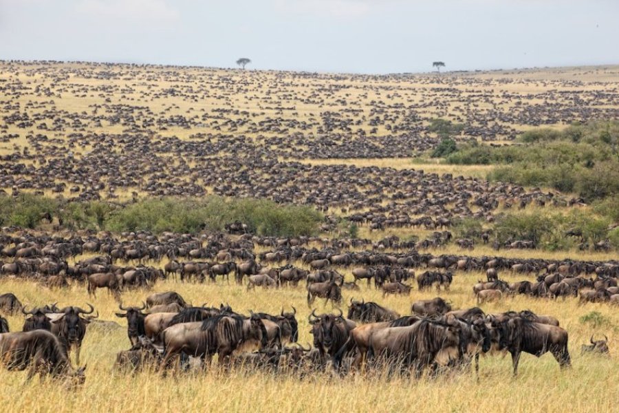 4 Days Masai Mara Wildebeest Migration & Lake Nakuru Safari