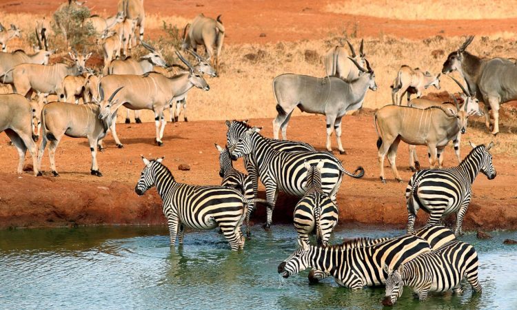 2 Days Tsavo East & Saltlick Safari