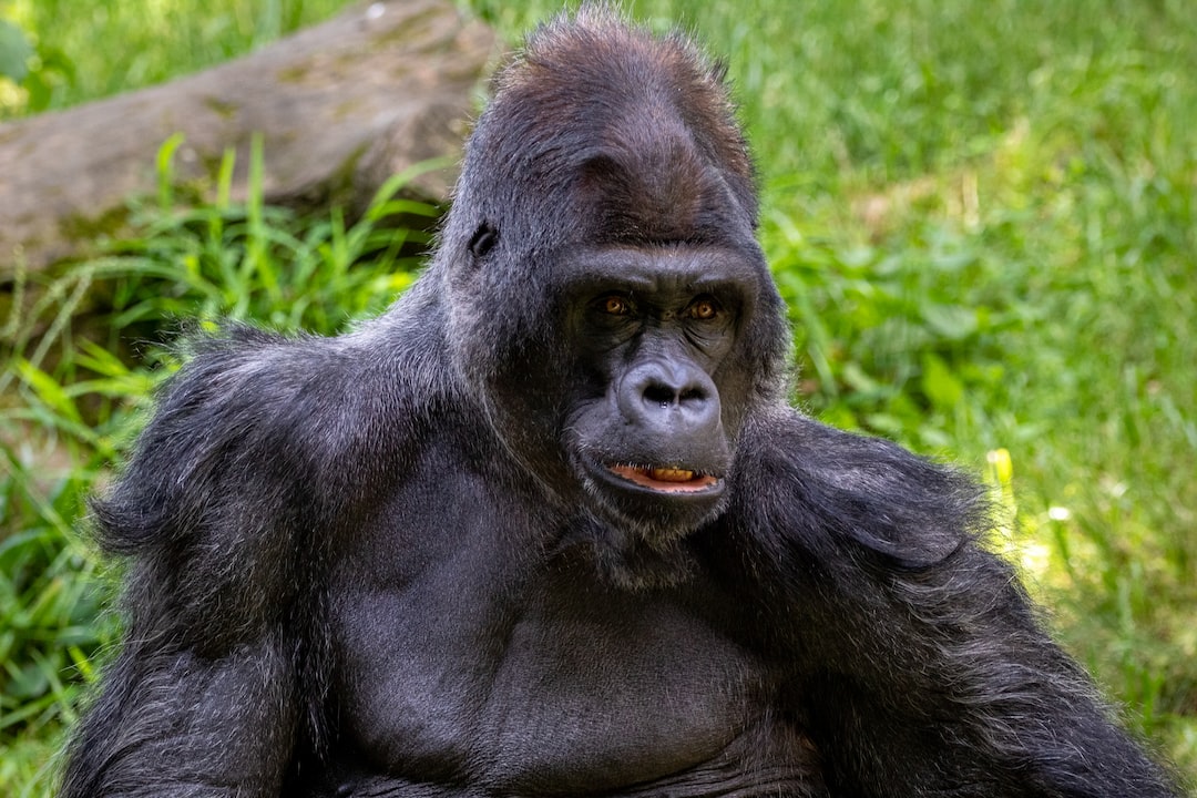 3 Day Gorilla Trekking Bwindi Impenetrable Forest NP
