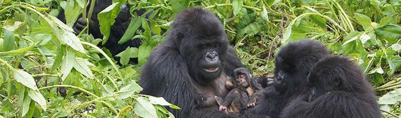 Primates in the Wild