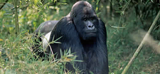 5 Day Rwanda & Uganda Tour