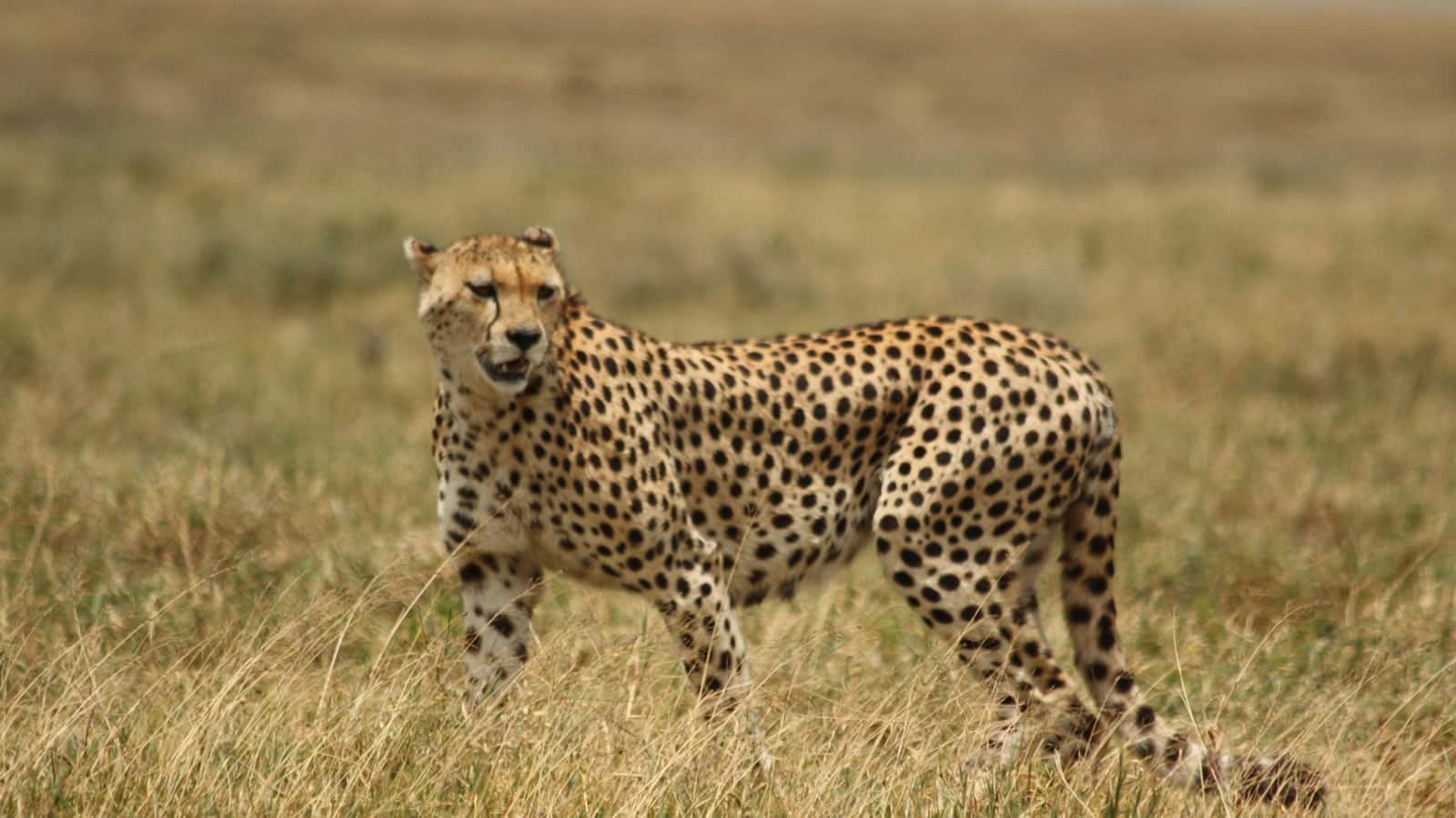 8 Day Kenya Budget Safari
