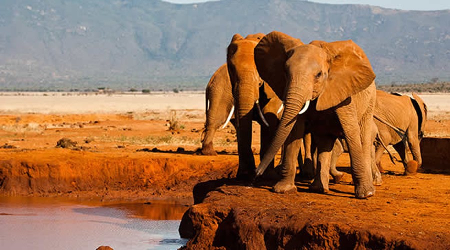 1 Day Tsavo East Safari From Mombasa