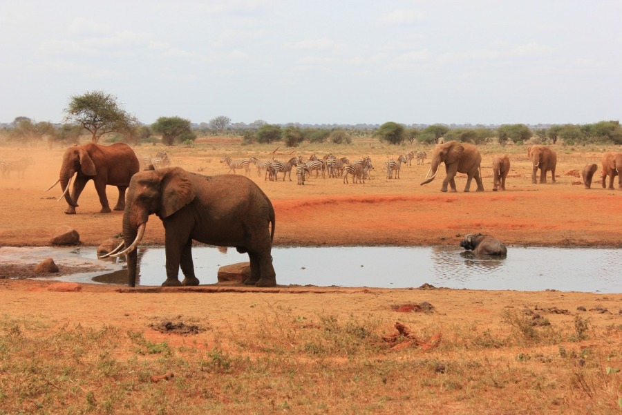 4 Days Amboseli, Tsavo West, Tsavo East & Mombasa Safari